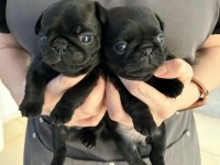 Pug mops yavrularımız