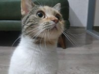Bu tatlı kedimiz bebek yuva arıyor