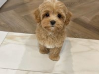 TUALET EĞİTİMLİ AŞILI MALTİPOO YAVRULARIMIZ