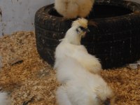 HOLLANDA HABEŞ KULUÇKALIK YUMURTA & CİVCİV