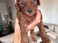 Red Brown Toy Poodle Yavrular