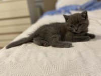 Orijinal British shorthair dişi
