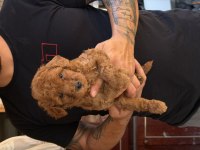 PREMIUM KALİTE TOY POODLE RED BROWN YAVRULAR