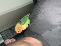 3 Aylık Yavru Papağanımız Büyük Boy Kafesi İle