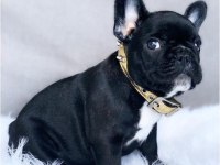 FRENCH BULLDOG KÖPEĞİMİZ