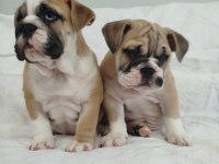 Türkiye'de En Orjinal İngiliz Bulldog Bebekler