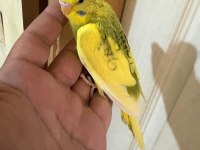 28 günlük kusursuz bebek muhabbet kuşu