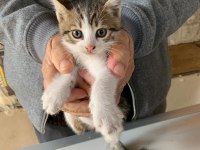 4 YAVRU KEDİMİZ