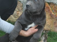 ÜST KALİTE DEV CANE CORSO YAVRULARI