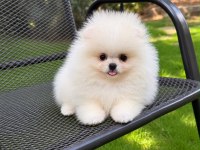 Pomeranian Boo Üst Düzey