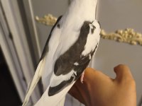 Heavy kan hattına sahip white face sultan papağanı