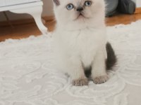 British longhair bebekler teslime hazır