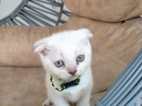 Kızımız yeni yuvasını arıyor scottish fold