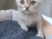 Blue point ve lilac british shorthair yavrularımız
