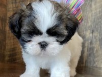 Dişi erkek shih tzu yavrularımız