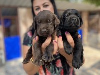 Çikolata Labrador Yavrularım