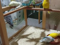 GARANTİLİ MUHABBET KUŞU TEMİZ TAKIMLAR