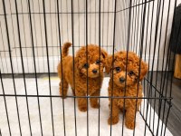 Mükemmel Güzellikte Teacup Poodle Yavrular