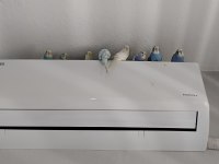 Muhabbet kuşu yavrularımıza yeni yuva