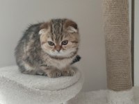 Scottish fold yavruları