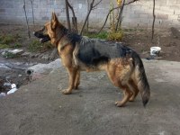 Alman kurdu hatay