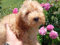 HARİKA KALİTEDE MALTİPOO YAVRULARIMIZ