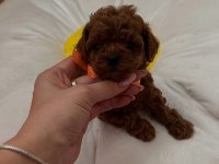 Teacup red brown yavrular en iyisini isteyenlere