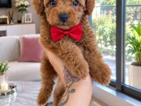 Poodle Kurabiyeler