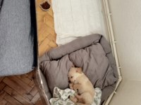 Afacan golden retriever köpekler