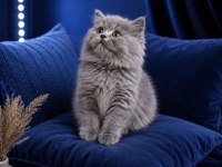 British Longhair blue