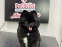 Kalite severler için Pomeranian Boo DİŞİ