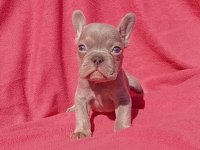 Ankara exotic french bulldog