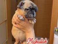 Son erkek french bulldog