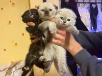 Scottish fold yavrular 5 adet