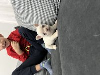 Lilac tan platinyum dişi french bulldog yavrumuz