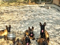 Süper belçika malinois yavruları ırk garantili