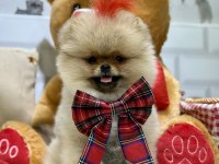 Show class efsane dişi pomeranian boo