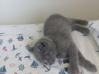 British shorthair safkan kedimiz