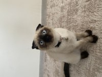 Blue point scottish fold 3,5 aylık