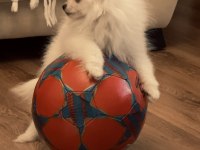 Mini boy pomeranian anne 2350 gr civarı baba 2 kg altında