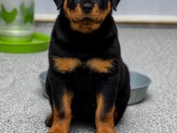 Dişi erkek rottweiler kapıda ödemeli güvenli sistem