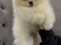 Güzeller güzeli pomeranian bebekler