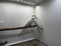 Hazır takım muhabbet kuşları