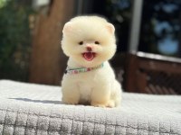 Ayıcık surat Pomeranian yavrular