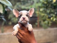 A KALİTE FRANSIZ BULLDOG YAVRULARIMIZ
