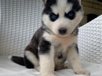 Orijinal veteriner kontrollü husky yavrularım