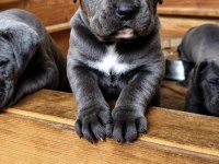 İTALYAN MASTİF CANE CORSO YAVRULARIMIZ