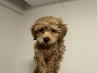 2.5 aylık maltipoo teacup