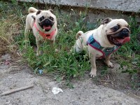 Ücretsiz pug