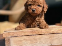 Poodle (red Brown)